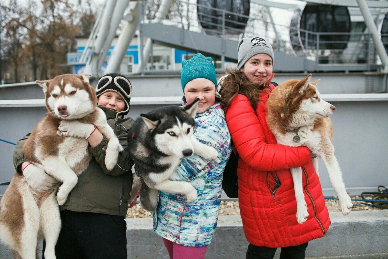 В Центральном парке по выходным можно обнять хаски - KP.RU