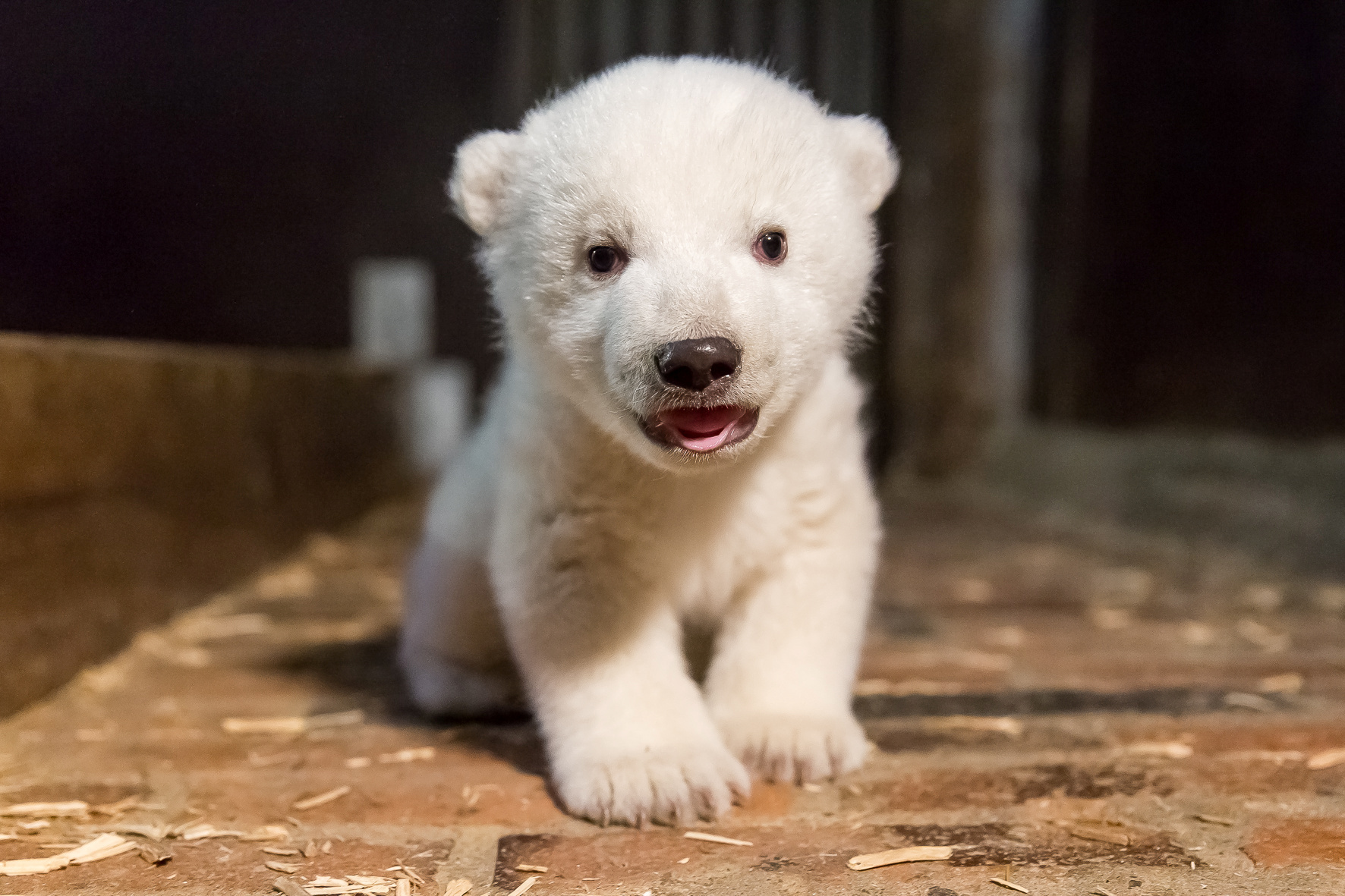 Маленький медведь. Белый медведь альбинос. Маленький Полярный Медвежонок. Маленький белый Медвежонок. Красивый Медвежонок.